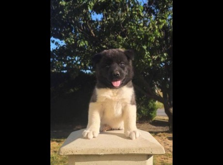 akita 01.jpg